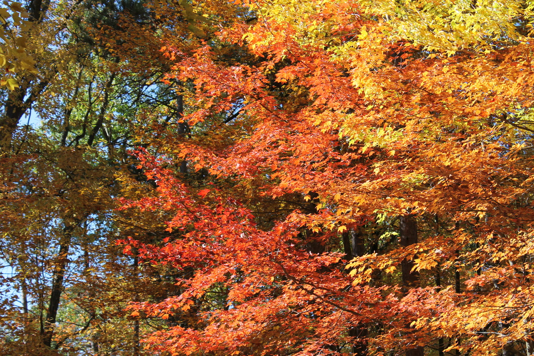Fall - Southern Ontario